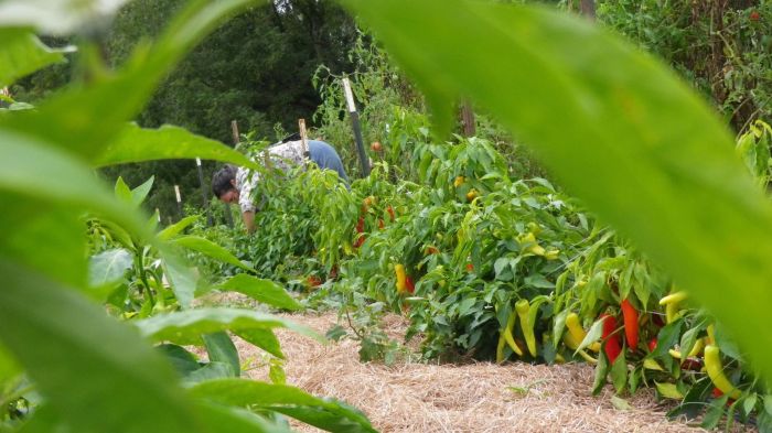 How deep plant pepper seeds