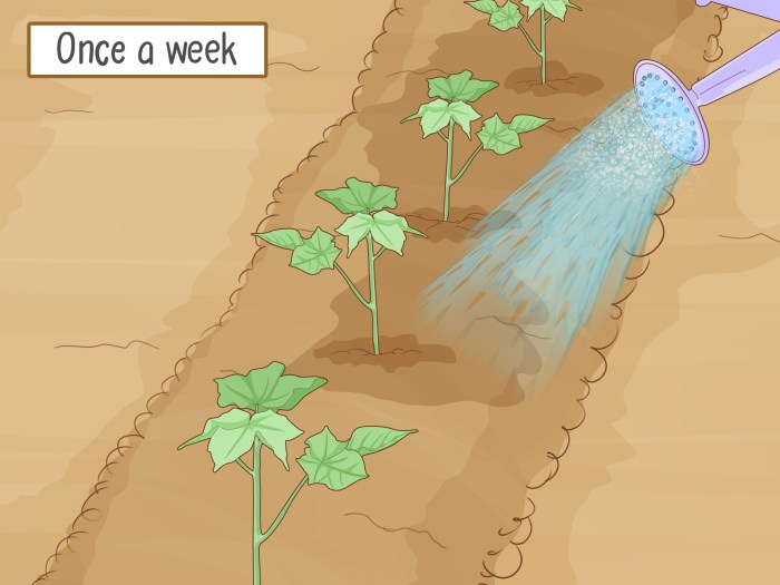 Cotton seeds plant step do wikihow day