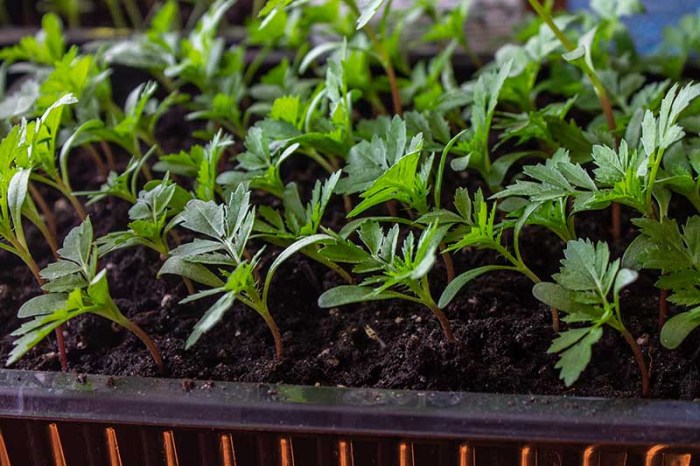 How Deep Should I Plant Marigold Seeds?