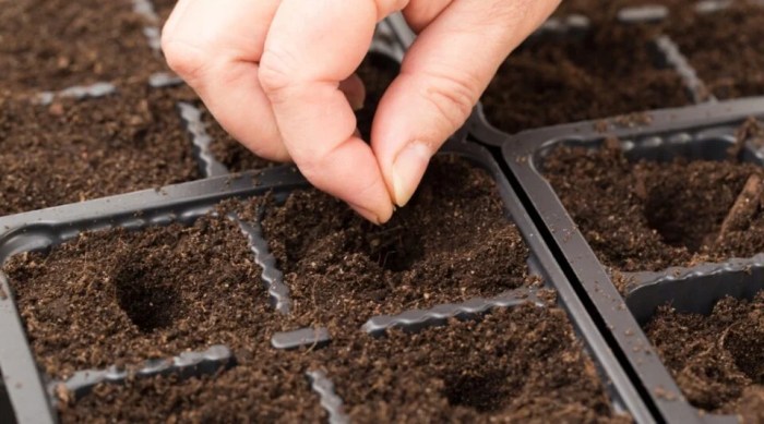 How deep do you plant petunia seeds