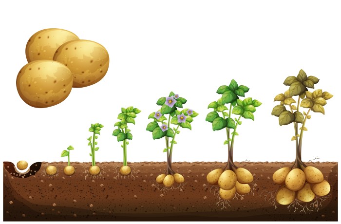 How deep do i plant seed potatoes