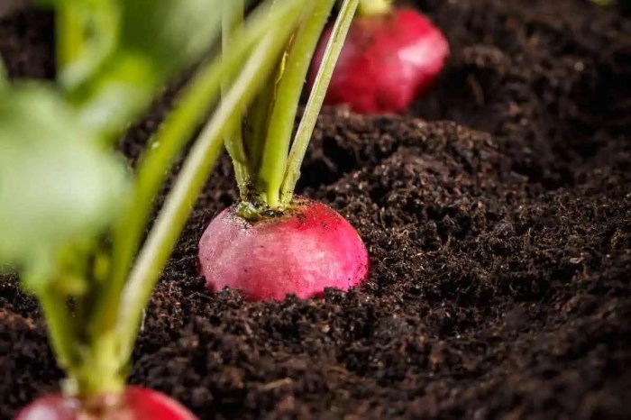 How deep should radish seeds be planted