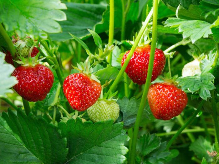 How deep do i plant strawberry seeds