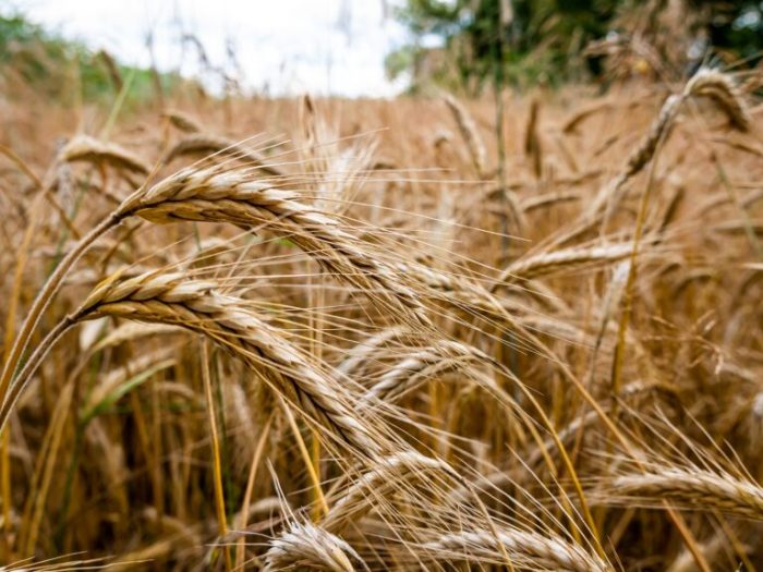 Ryegrass rye grass them varieties wild gardentabs