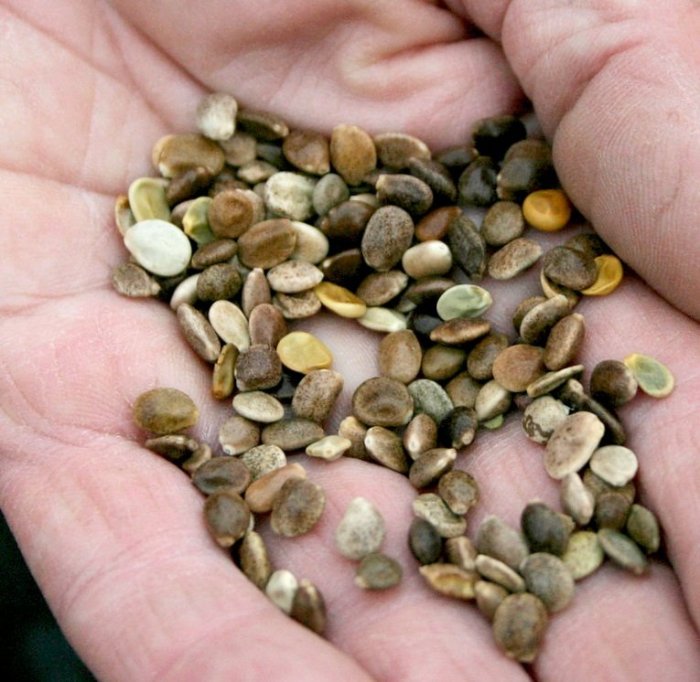 How deep do you plant lupine seeds