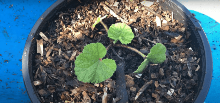 How and when to plant hollyhock seeds