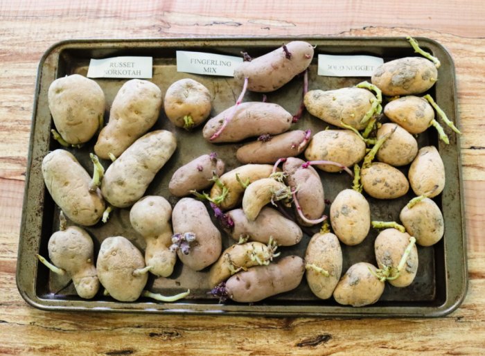 How Deep Should I Plant Seed Potatoes?