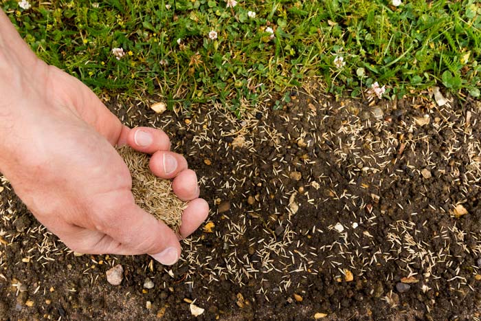 How Deep Should I Plant Grass Seed?