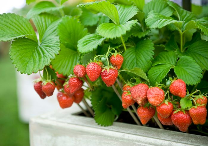 How and when to plant strawberry seeds