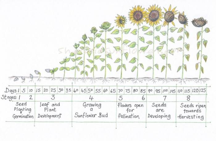 How and when to plant sunflower seeds