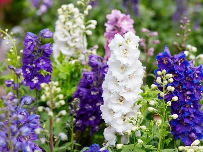 Delphinium garden delphiniums flowers cottage english gardens seeds flower seed grow blue plants plant eaden tall beautiful larkspur summer purple