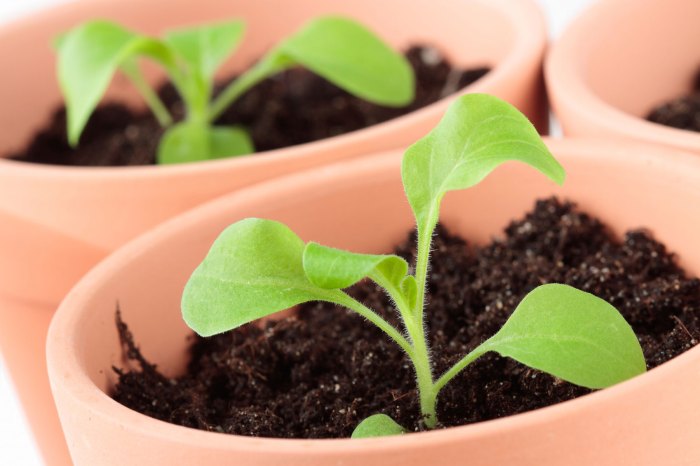 Petunia petunias grow seedlings seed seeds