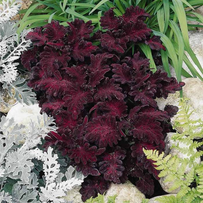 How deep do you plant coleus seeds