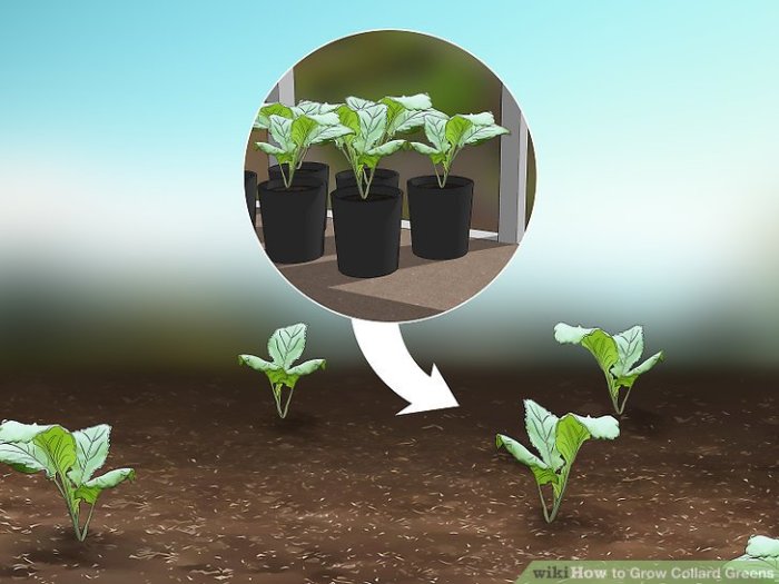 How deep do you plant collard seeds