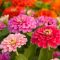 How and When to Plant Zinnia Seeds