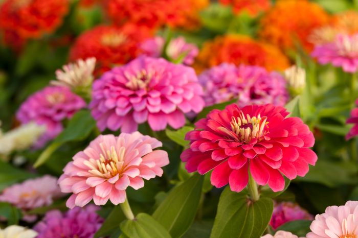 How and when to plant zinnia seeds