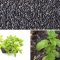 How Deep Do I Plant Basil Seeds?