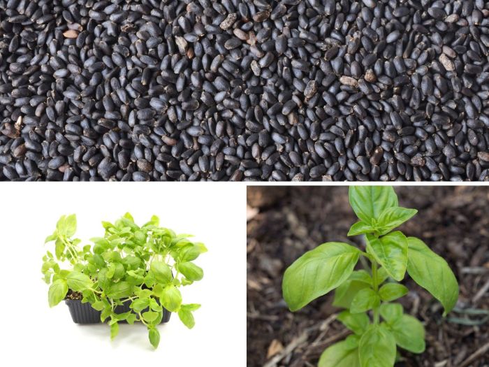 How Deep Do I Plant Basil Seeds?