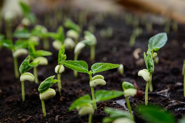 Beans bush bean grow harvest ready growing plants planting 2020 legumes grown singing seeing phrase before tips harvesting cluster soil