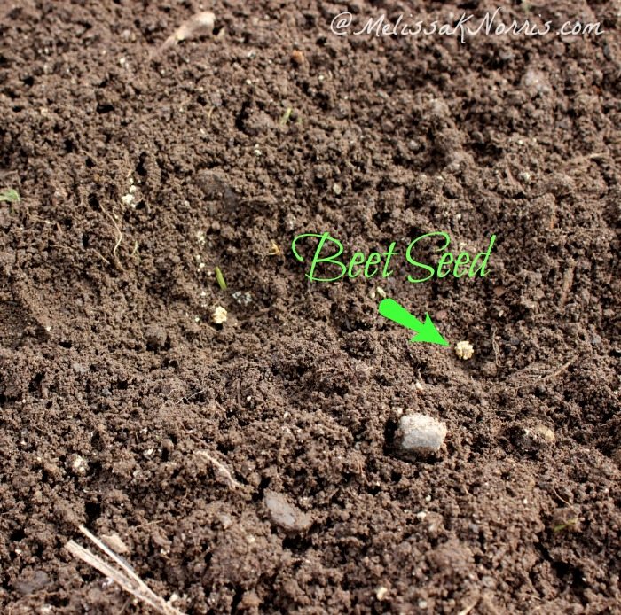 How deep plant beet seeds