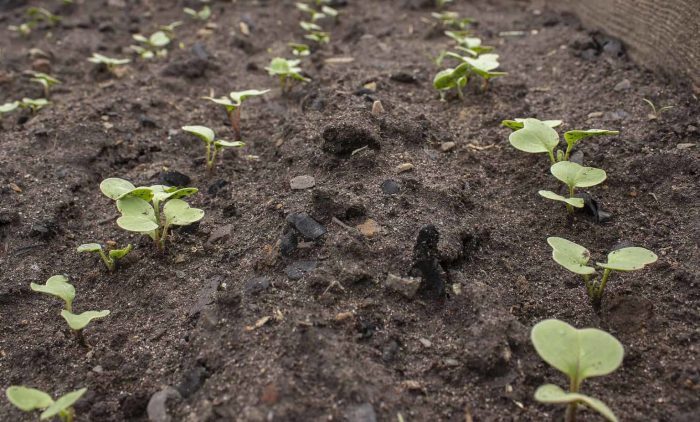 How Deep Should You Plant Radish Seeds?