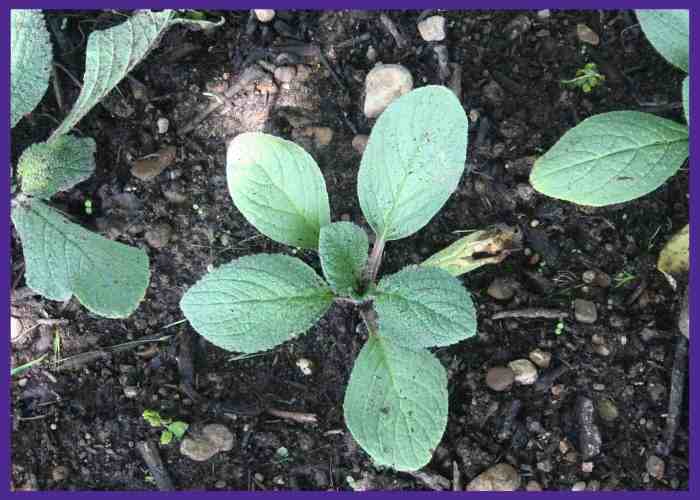 How deep to plant borage seeds