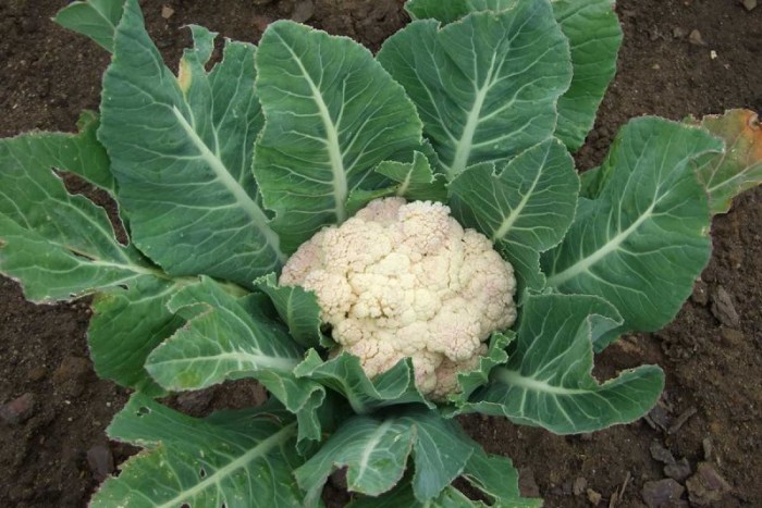 How deep do you plant cauliflower seeds