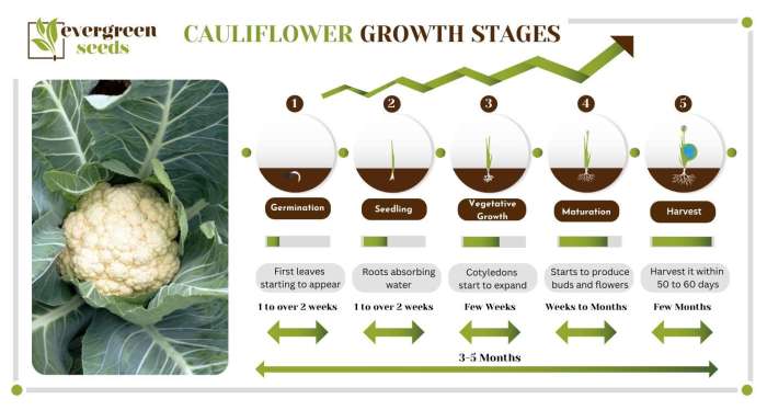 How deep do you plant cauliflower seeds