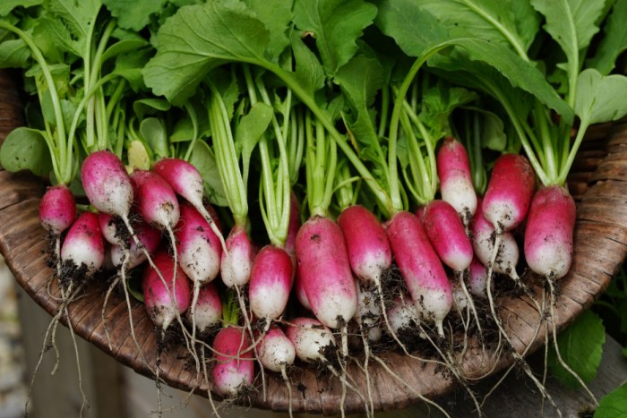 How deep plant radish seeds