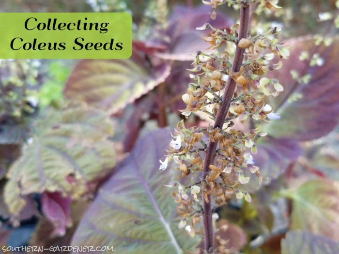 How deep do you plant coleus seeds