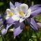 How Deep Do You Plant Columbine Seeds?