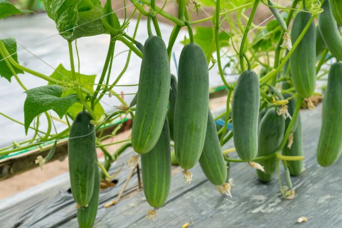 How deep should you plant cucumber seeds