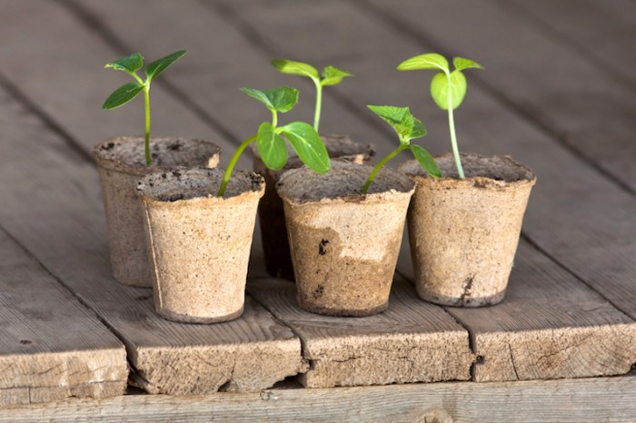 How Deep Should I Plant Cucumber Seeds?