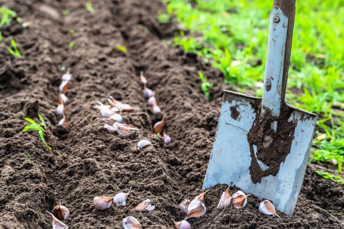 How deep do you plant garlic seeds