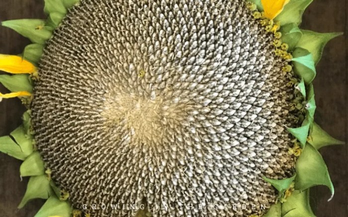 How best to plant sunflower seeds