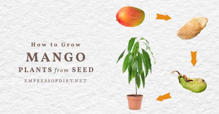 How can you plant a mango seed