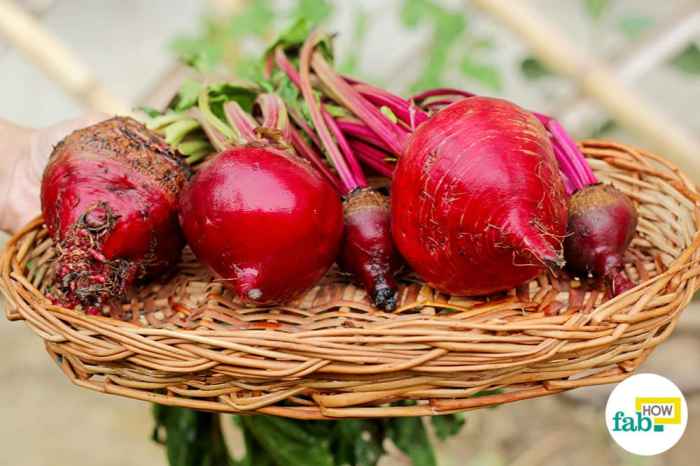 How deep plant beet seeds