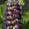 How Deep Do You Plant Lupine Seeds?