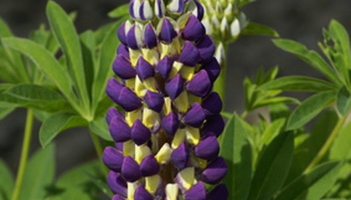 Lupine lupines