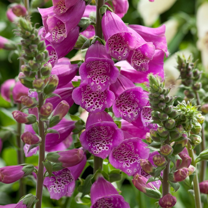 How deep do you plant foxglove seeds