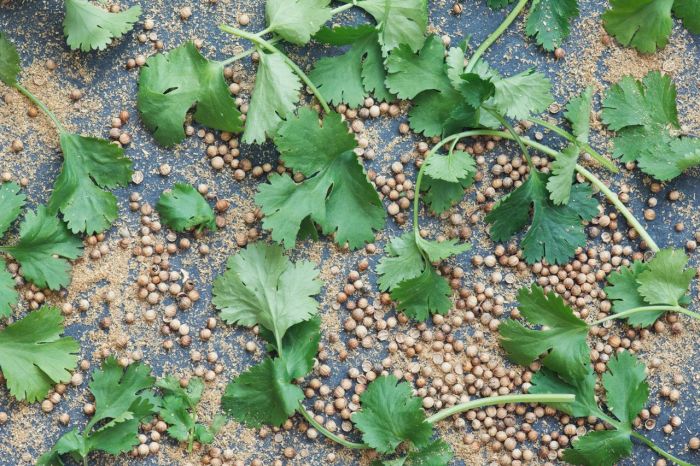 How Deep Do You Plant Cilantro Seeds?