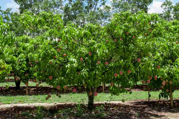 How can i plant a mango seed