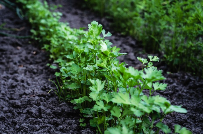 How deep do you plant parsley seeds