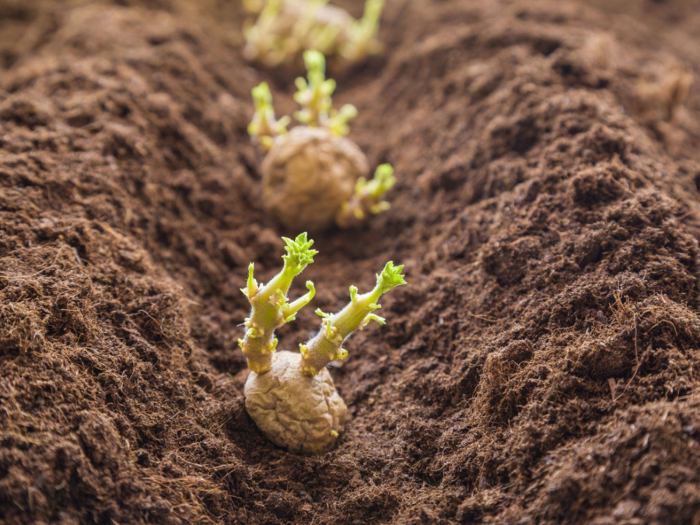 How deep in soil to plant seeds