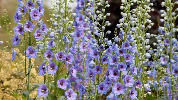 How deep do you plant delphinium seeds