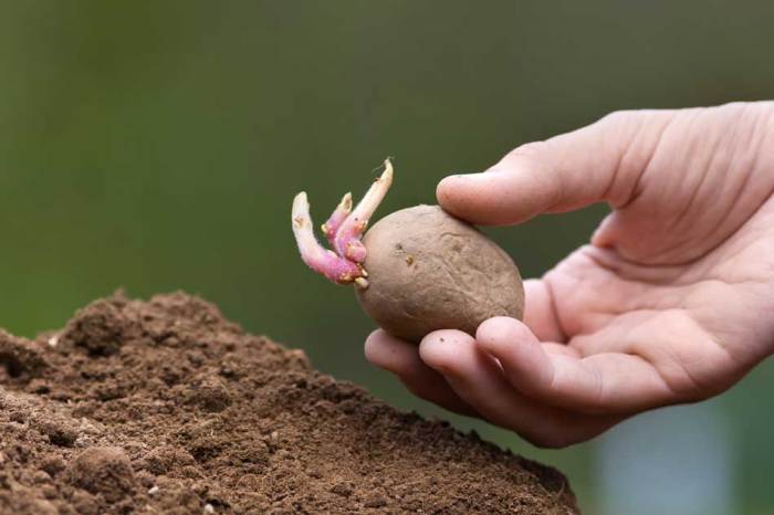 How deep do i plant seed potatoes