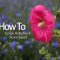 How and When to Plant Hollyhock Seeds