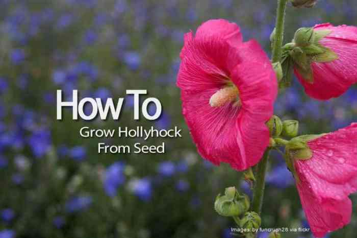 How and when to plant hollyhock seeds