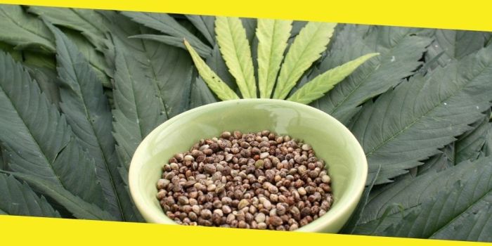 Seeds many grow weed amount need good do