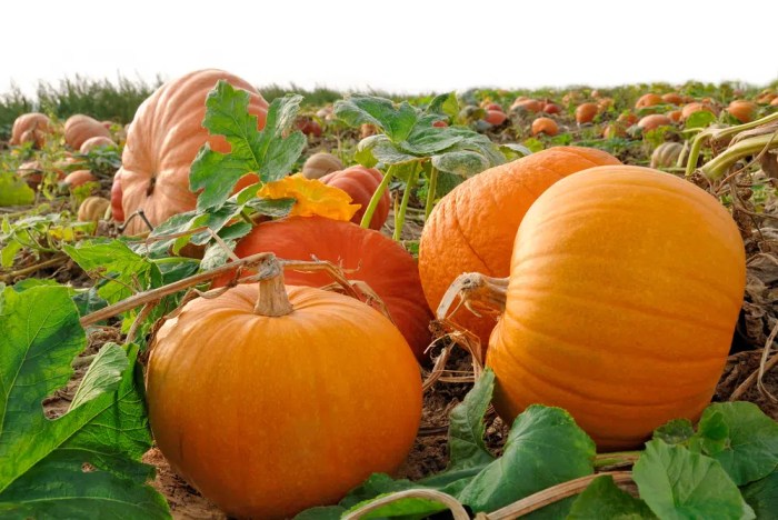 How deep should i plant pumpkin seeds